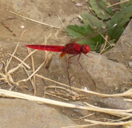 une libellule rouge